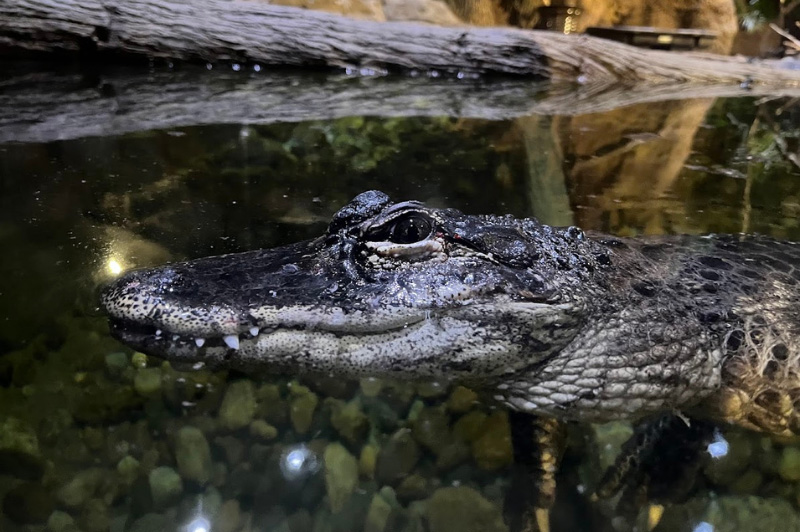 Alligator looking at you!