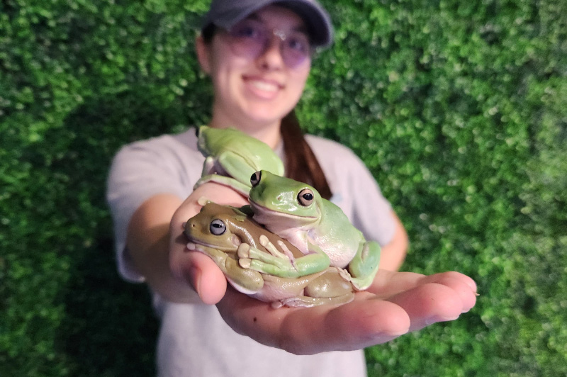 Two adorable frogs