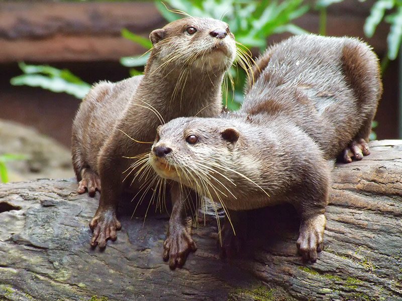 Asian Small Clawed Otter