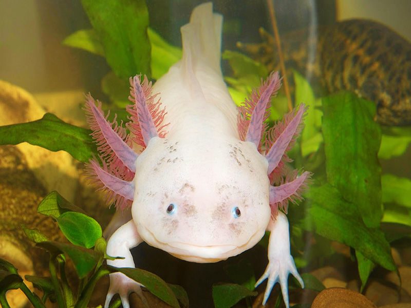 Axolotl