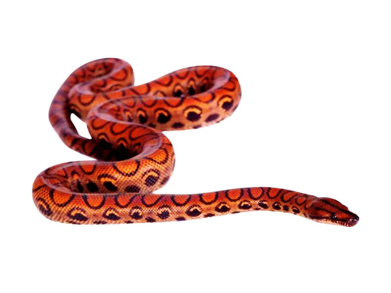 ulækkert måle makeup Brazilian Rainbow Boa | Living Shores Aquarium