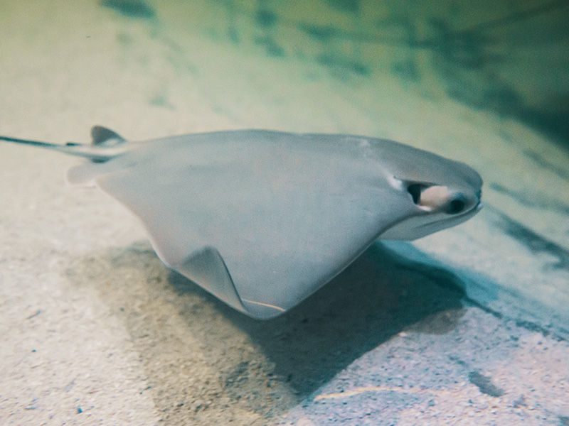 Cownose Ray