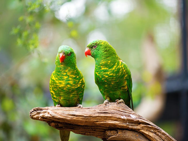 Lorikeet