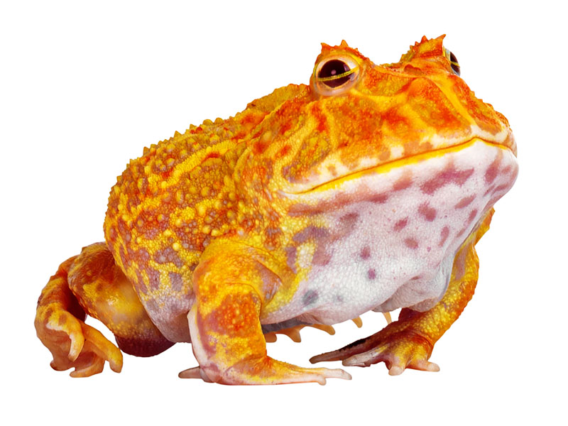 Animal Profiles | Living Shores Aquarium