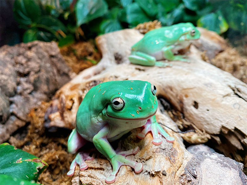 White's tree frog  Living Shores Aquarium