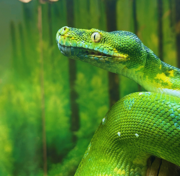 Living Shores Aquarium