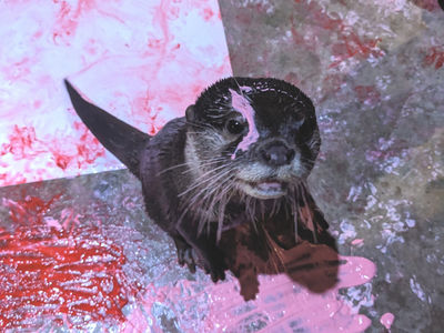 Otter with paint