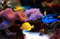 Fish!