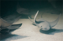 sting ray