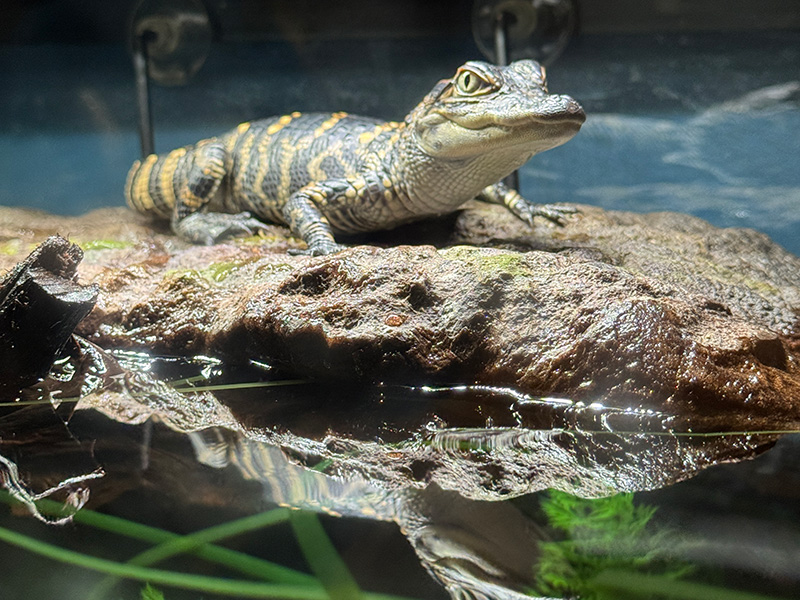 Baby Gator