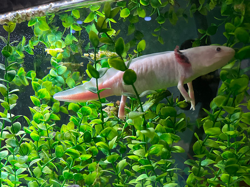 Axolotl 