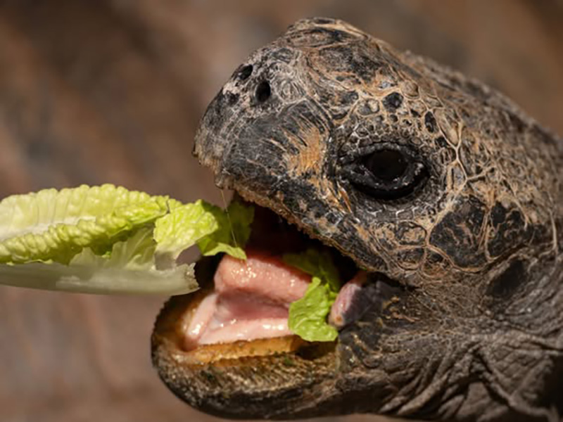 Tortoise 