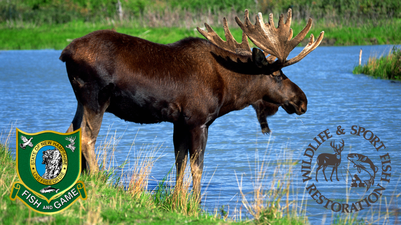 Moose by water with Fish and Game logo overlays