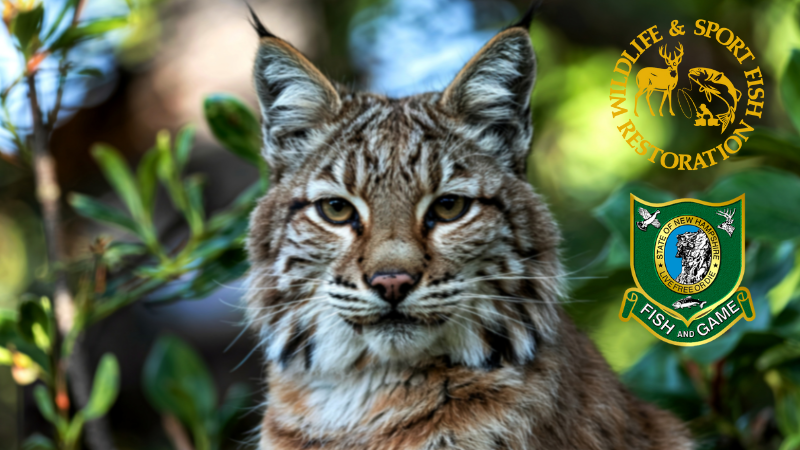 Pollywog cartoon sitting on an open book